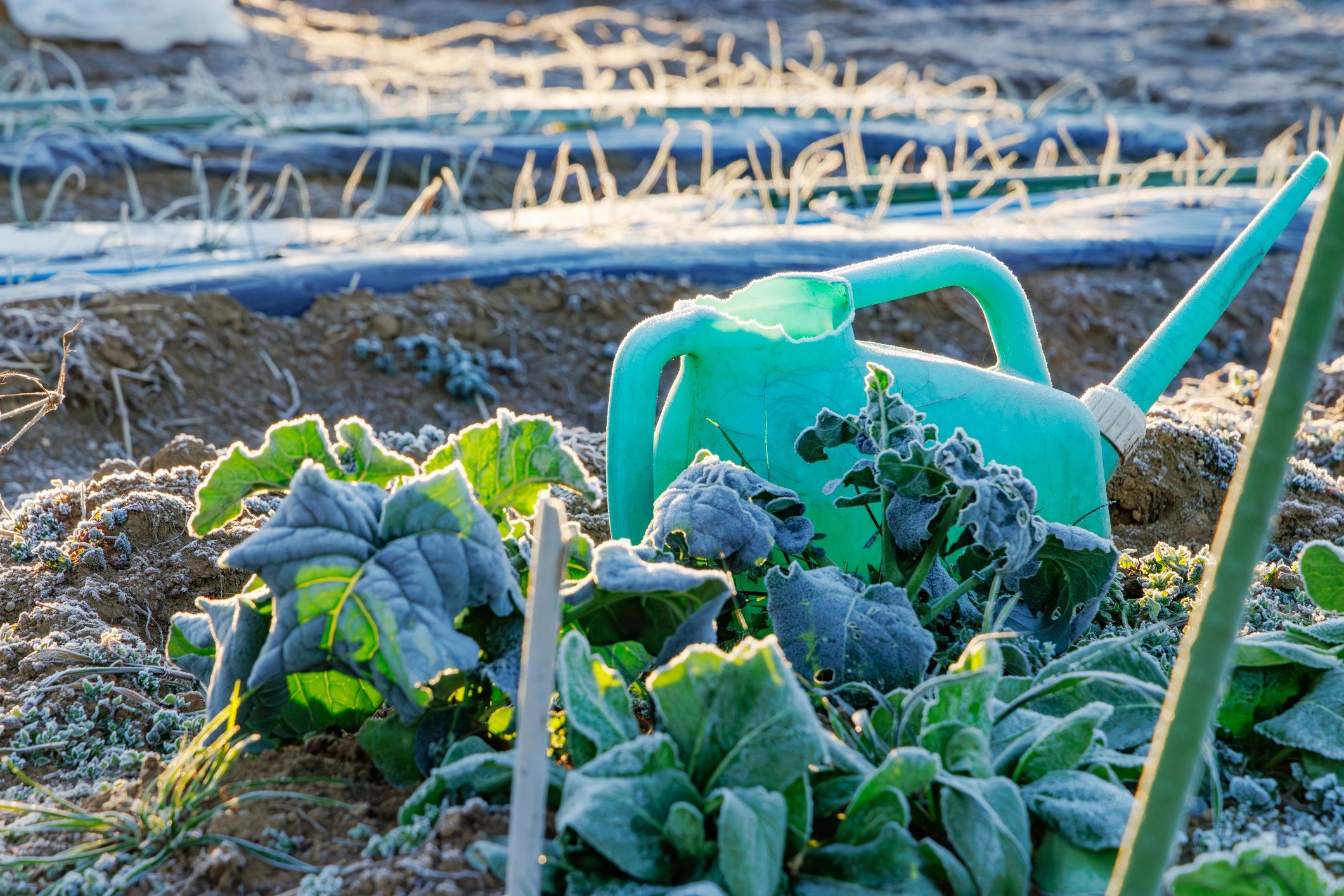 Rows of crops in a field after frost
